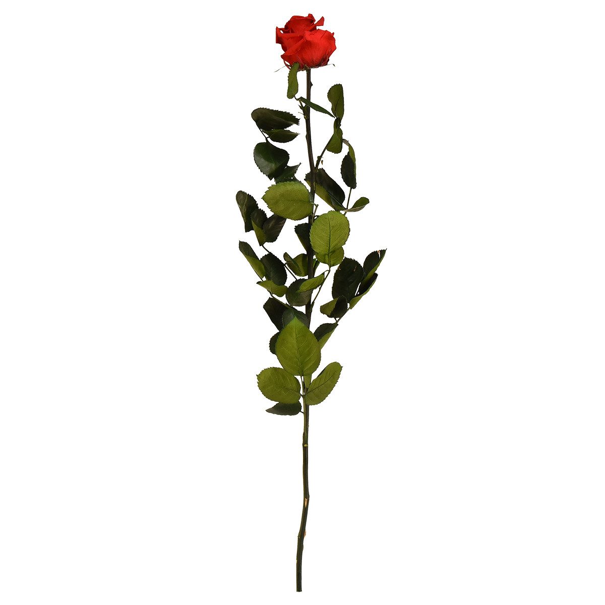 Kunstblume Rote Infinity Rose konserviert mit Blättern 54cm Dekoration, Florists Products, Höhe 5 cm