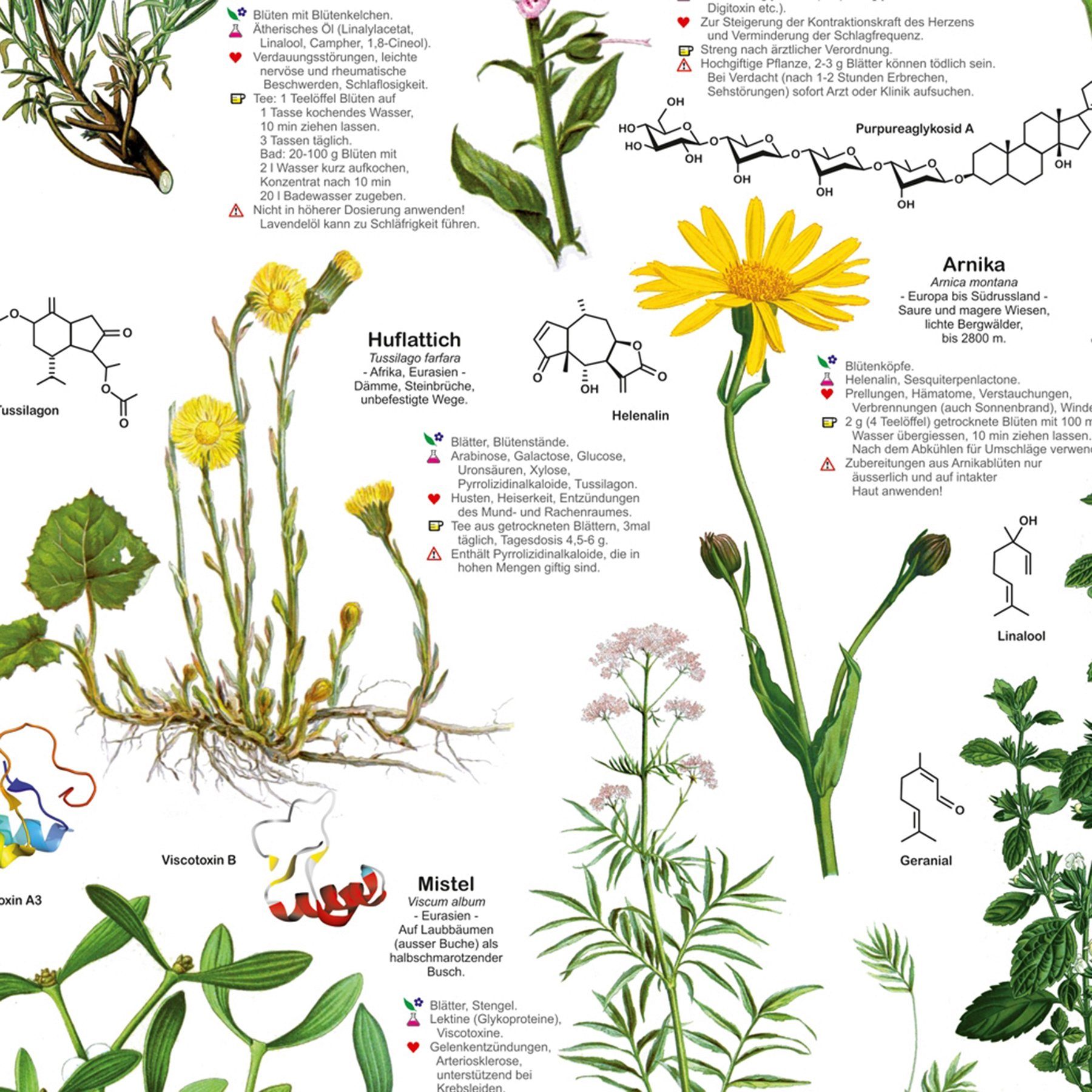 Close Up Poster Heilpflanzen Poster deutsch DIN A1 59,4 x 84,1 cm günstig online kaufen