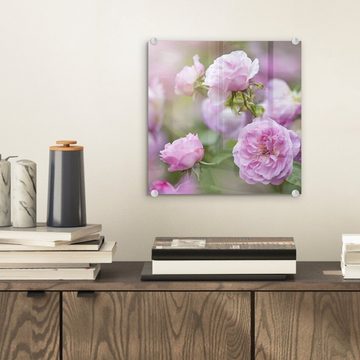 MuchoWow Acrylglasbild Pflanzen von rosa Rosen wachsen in der Natur, (1 St), Glasbilder - Bilder auf Glas Wandbild - Foto auf Glas - Wanddekoration