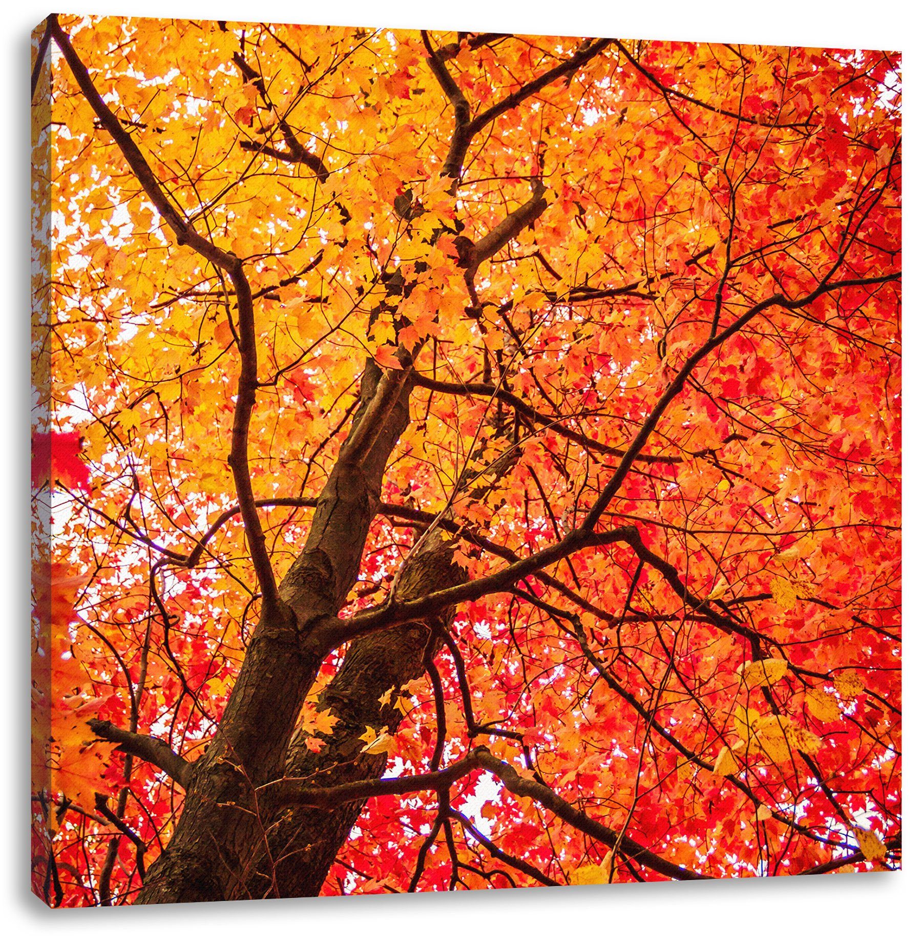 Pixxprint Leinwandbild Feurige Herbstblätter, Feurige Herbstblätter (1 St), Leinwandbild fertig bespannt, inkl. Zackenaufhänger