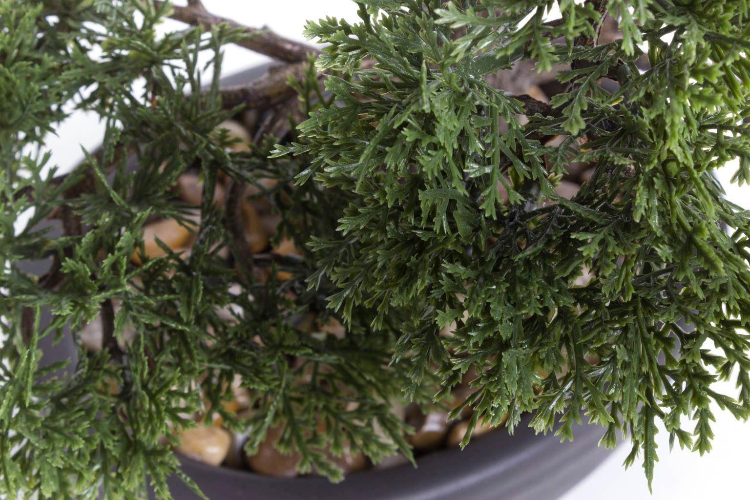 Kunstbonsai Ceder Bonsai Ceder, Botanic-Haus, Höhe günstig online kaufen