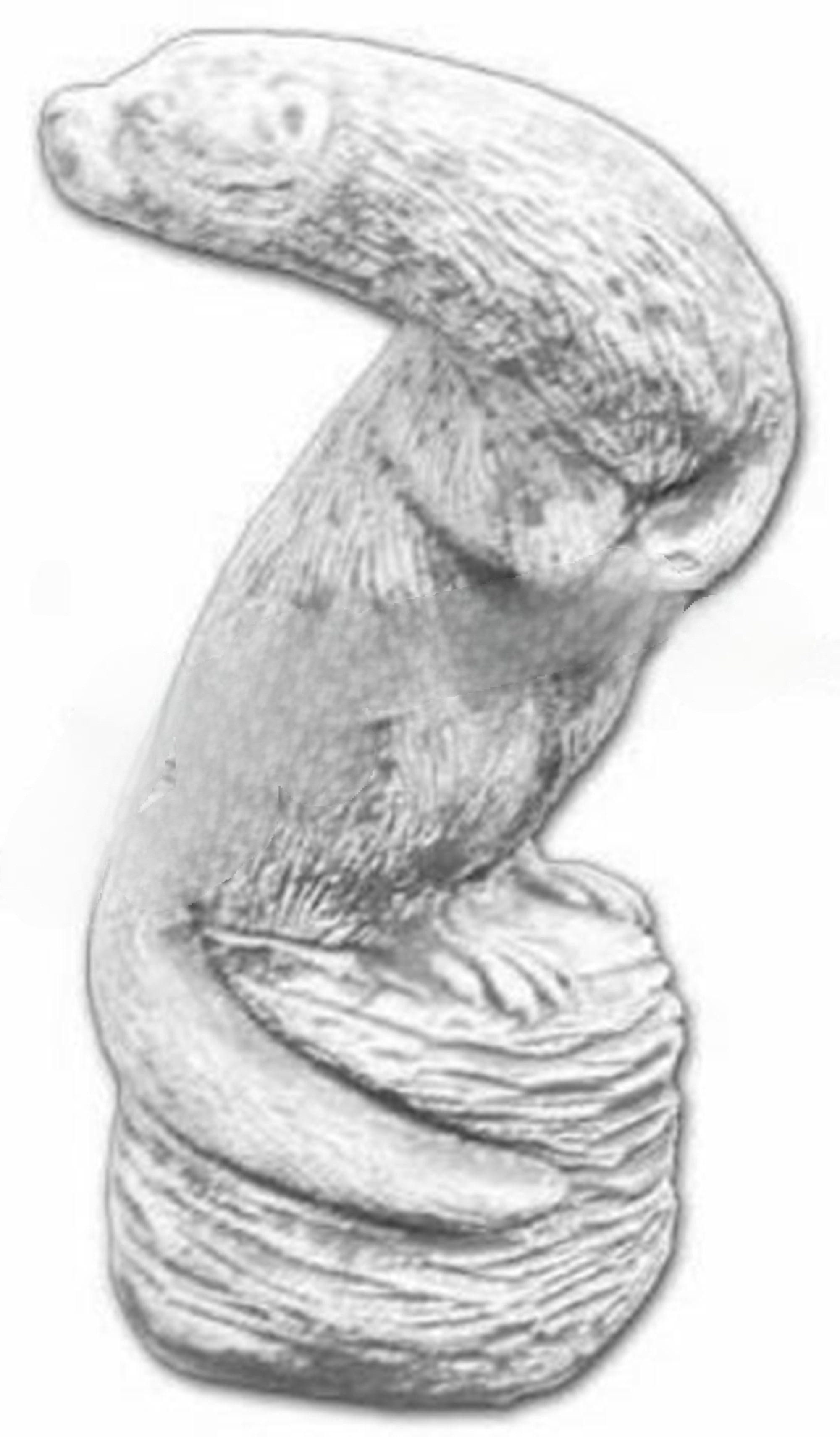Tierfigur Garten Dekoration Frettchen Terrasse Stein Figuren Figur Deko Statue