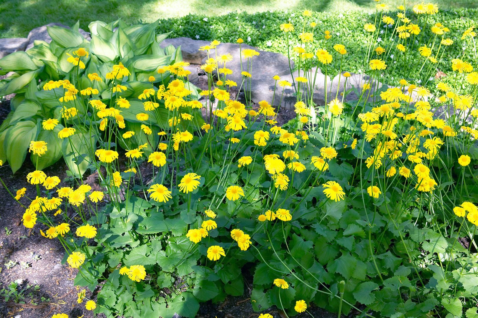 Pflanzen für Dich Staude Doronicum orientale Little Leo, 1 St., Gemswurz, Gämswurz