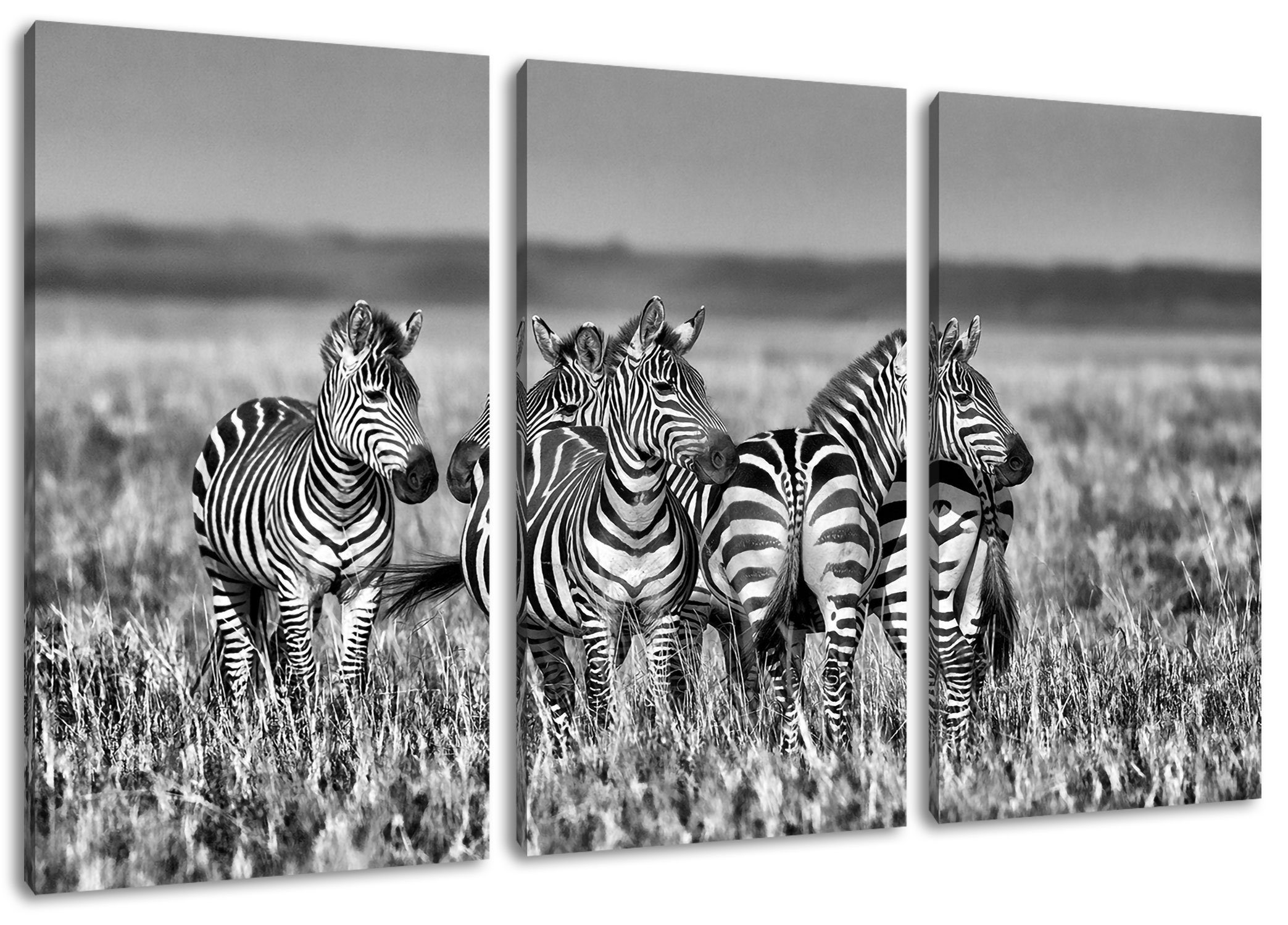 Pixxprint Leinwandbild kleine Zebrahorde, kleine Zebrahorde 3Teiler (120x80cm) (1 St), Leinwandbild fertig bespannt, inkl. Zackenaufhänger
