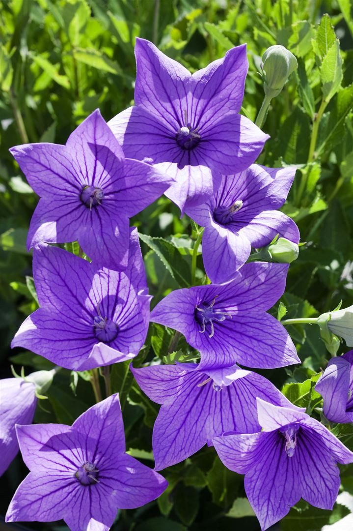 Pflanzen für Dich Staude Platycodon grand. Fuji Blue, 1 St., Ballonblume, Großblütige Ballonblume