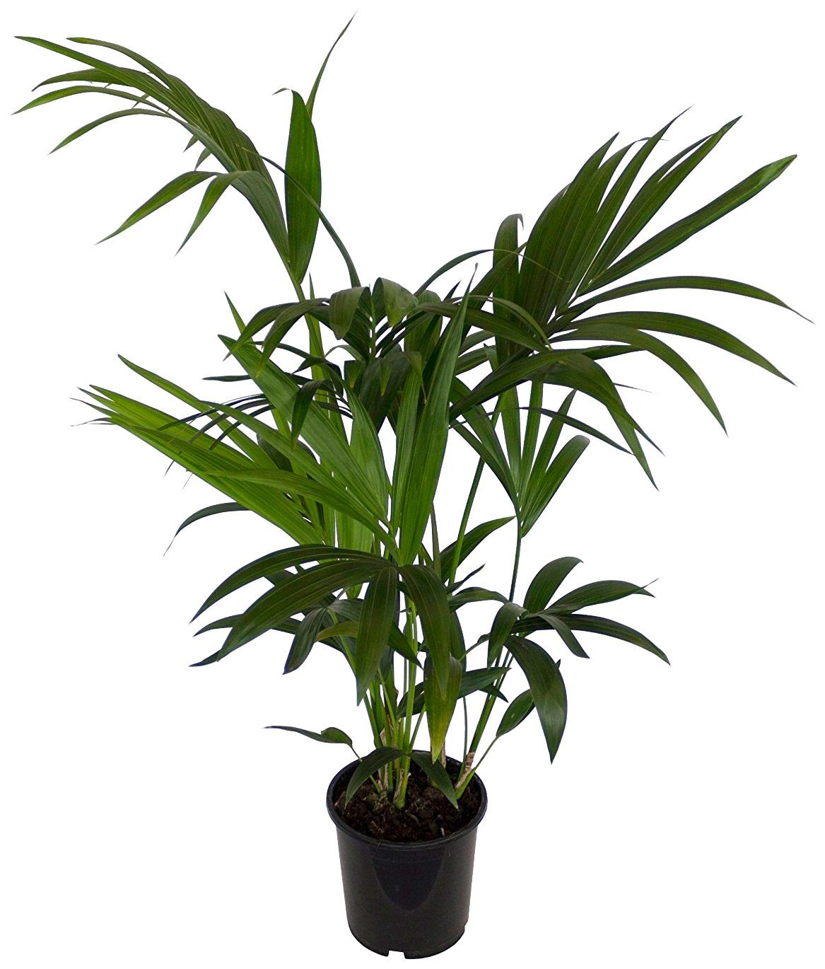 Dominik Zimmerpflanze »Kentia-Palme«, Höhe: 60 cm, 1 Pflanze-HomeTrends