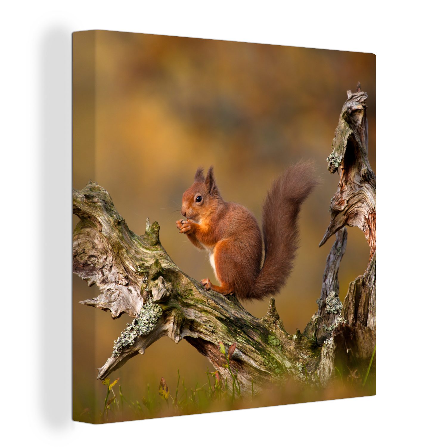 OneMillionCanvasses® Leinwandbild Rotes Eichhörnchen im Herbst, (1 St), Leinwand Bilder für Wohnzimmer Schlafzimmer