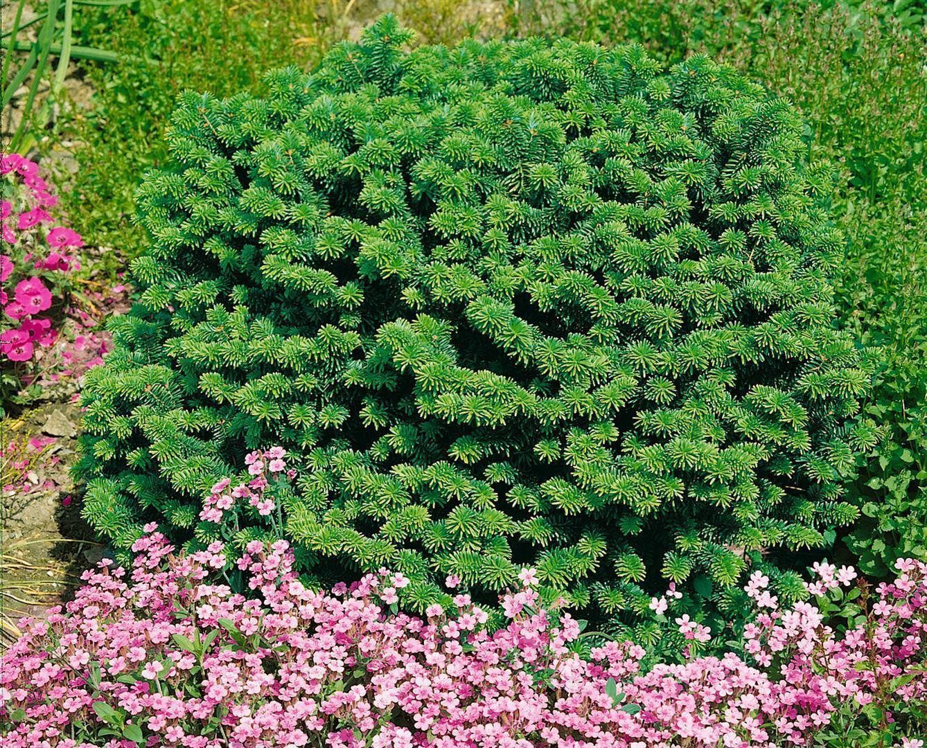 Pflanzen für Dich Konifere Abies balsamea Nana, 1 St., Balsam-Tanne, Zwerg-Balsam-Tanne, kompakt, immergrün