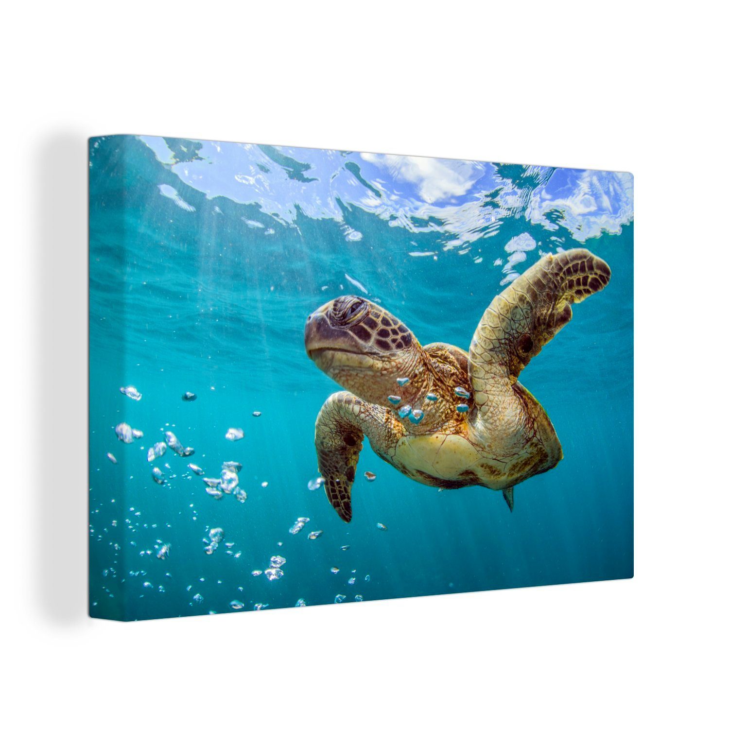 OneMillionCanvasses® Leinwandbild Eine Meeresschildkröte umgeben von Blasen, (1 St), Wandbild Leinwandbilder, Aufhängefertig, Wanddeko, 30x20 cm