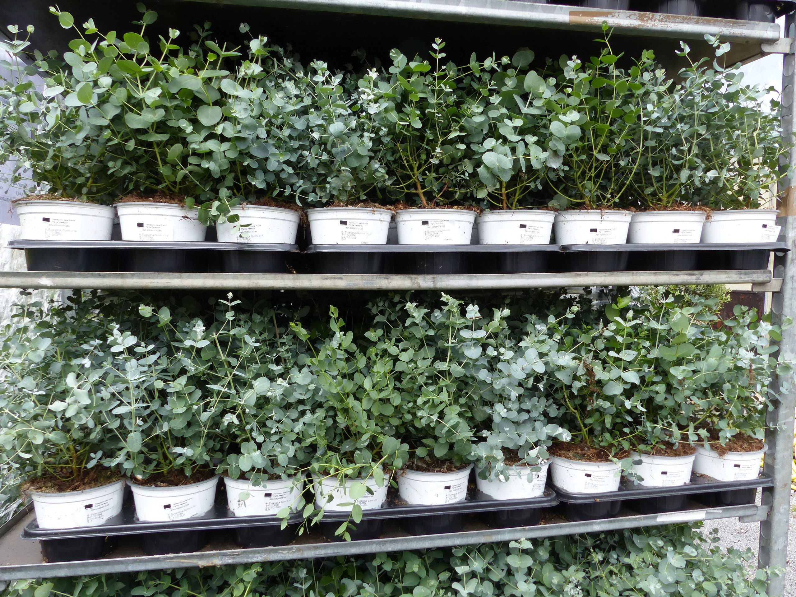 gruenwaren jakubik Zierstrauch 4 Stk Eucalyptus Gunnii Busch Kugel Eukalypt günstig online kaufen