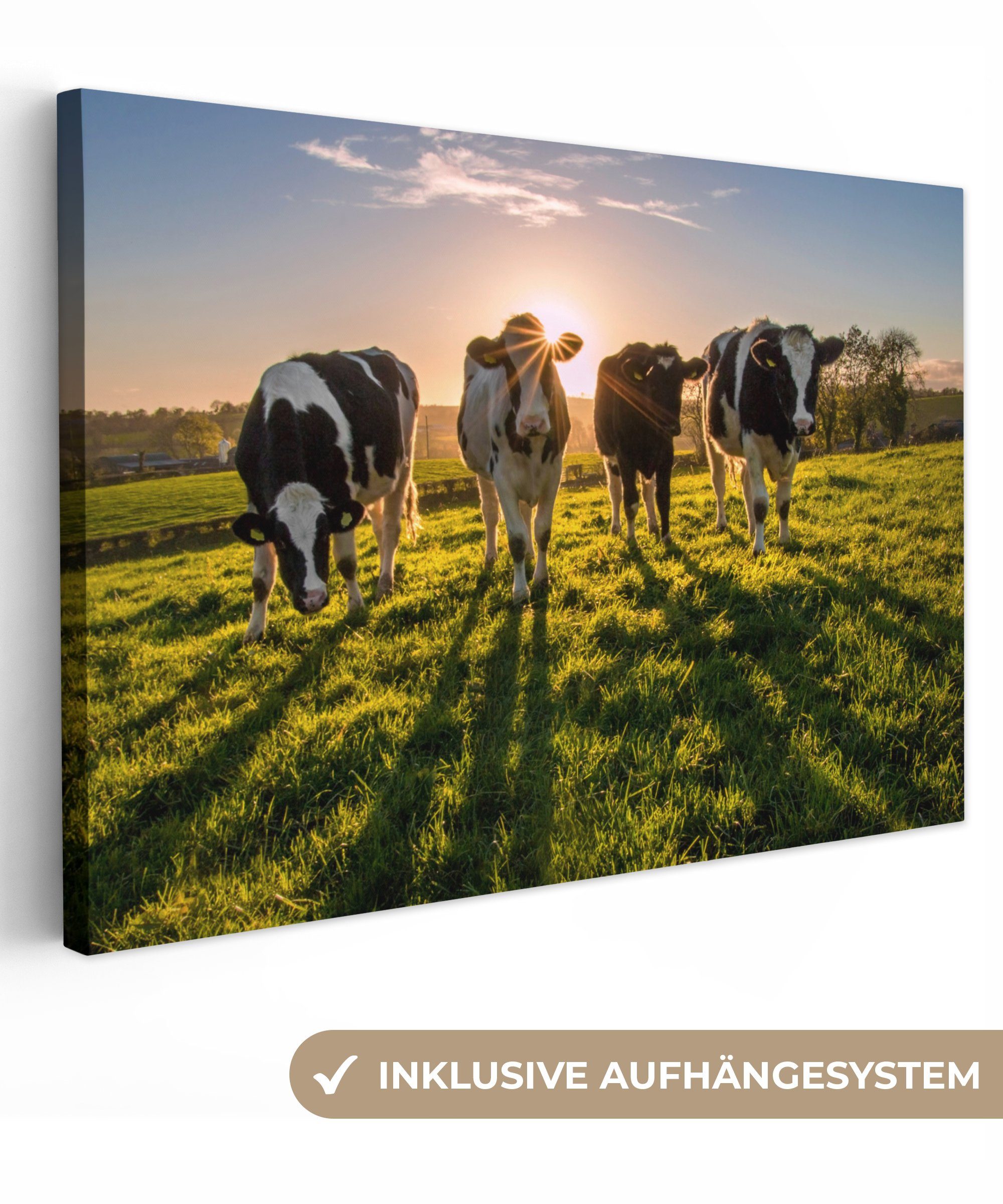 OneMillionCanvasses® Leinwandbild Kühe - Sonne - günstig online kaufen