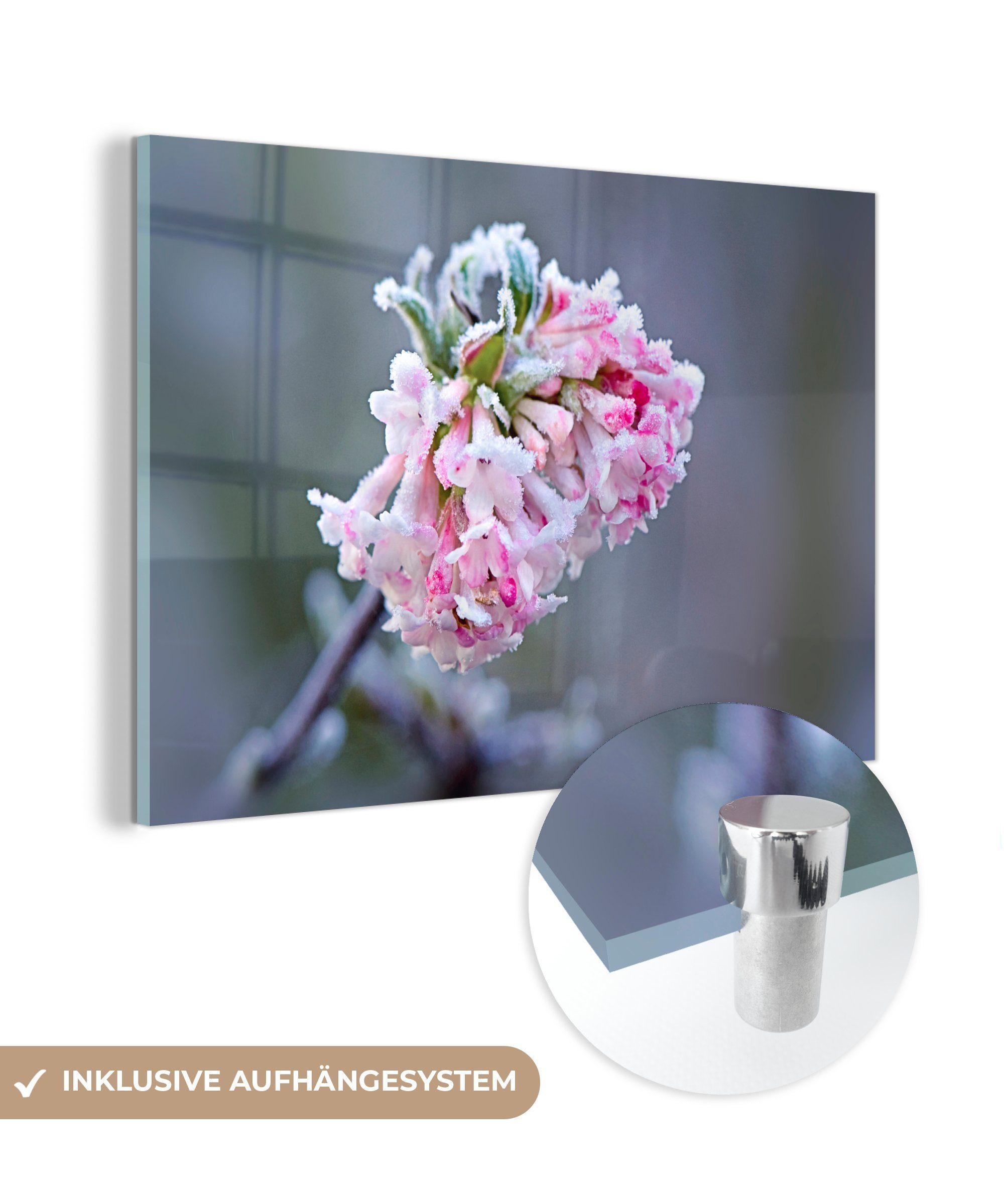 MuchoWow Acrylglasbild Blumen - Rosa - Gefroren, (1 St), Acrylglasbilder Wohnzimmer & Schlafzimmer