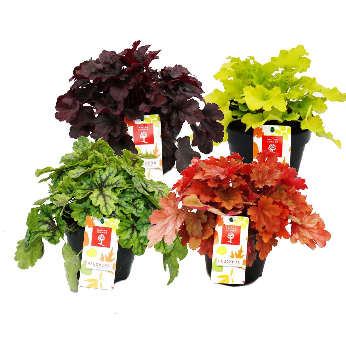 Exotenherz Beetpflanze Winterharter Bodendecker Heuchera-Mix Indian Summer günstig online kaufen