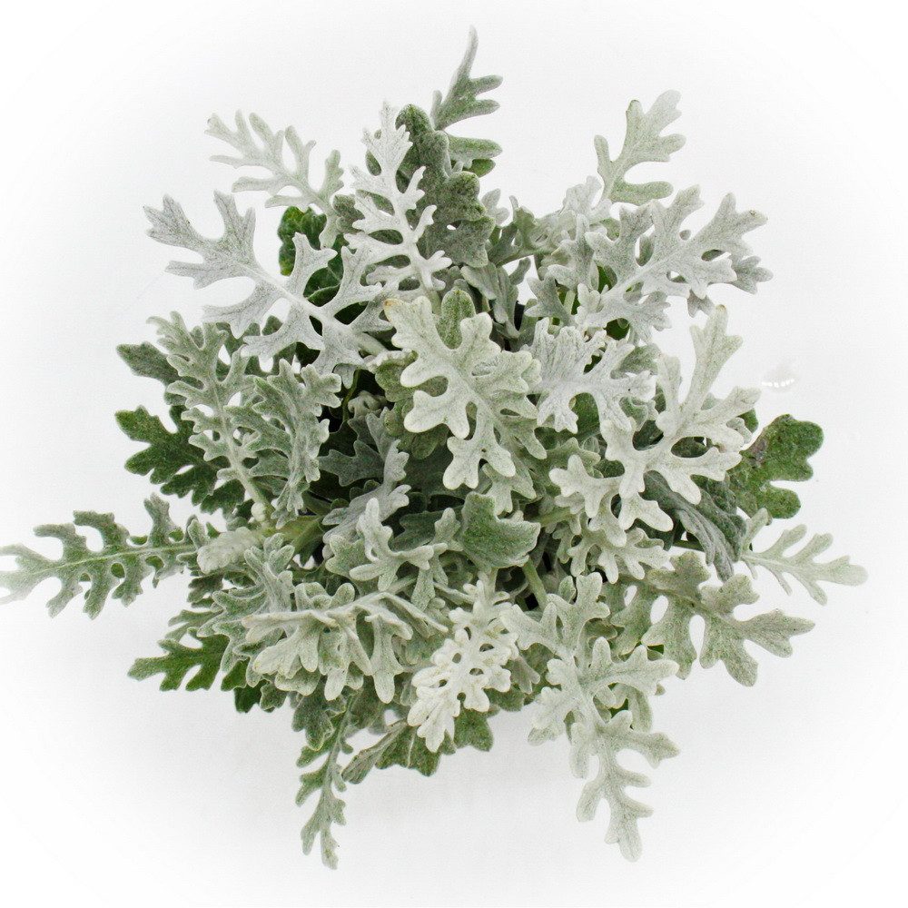 Exotenherz Beetpflanze Senecio maritima Silberblatt Pflanze mit silbrigem Laub 11cm Topf – Bild 3 von 3