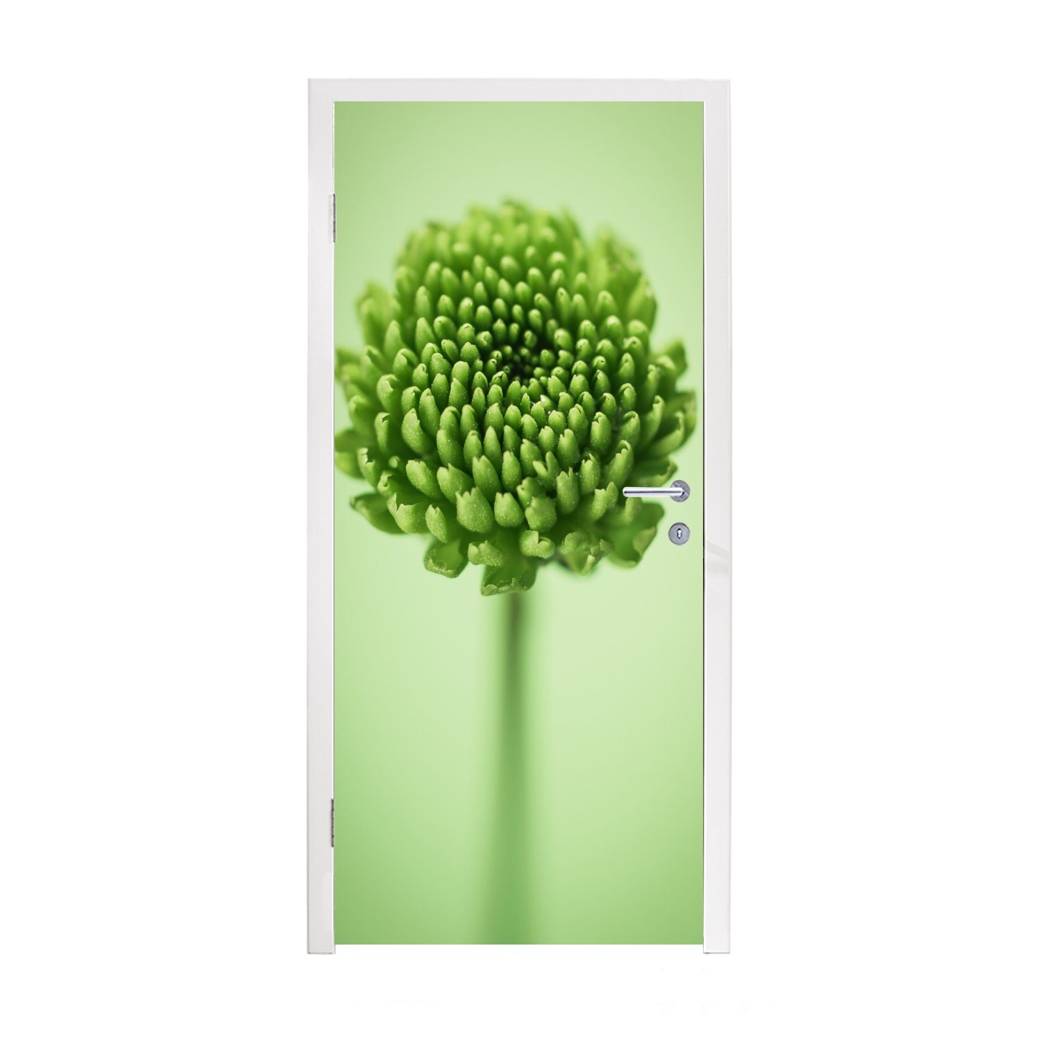 botanische Türtapete Grüne Hintergrund, bedruckt, MuchoWow unscharfem Tür, cm für Fototapete Türaufkleber, (1 75x205 Matt, mit Chrysanthemenblüte St),