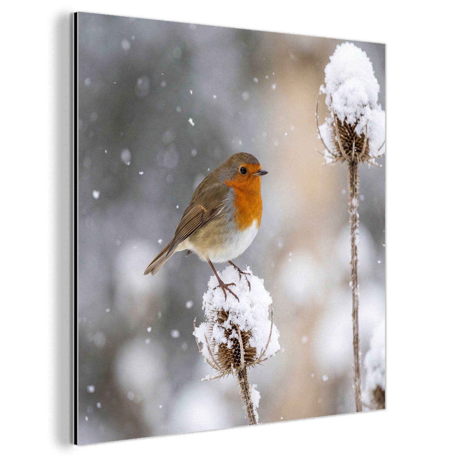 MuchoWow Metallbild Rotkehlchen - Getrocknete Blume - Schnee - Winter - Lieblich, Inkl. Aufhängung, Alu-Dibond-Druck, Wandbild aus Metall, Aluminium deko, 20x20 cm