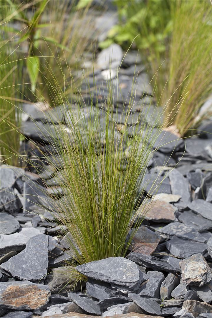 Pflanzen für Dich Gräser Stipa tenuissima, 1 St., Mexikanisches Federgras, Engelshaargras, feinblättrig, windbewegend