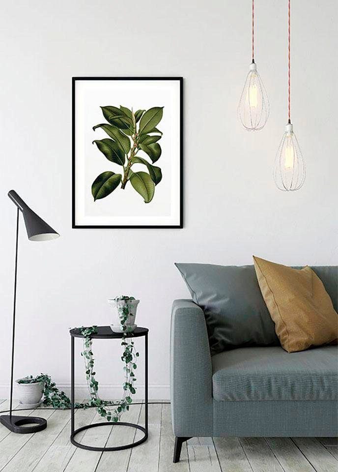 Komar Poster Elastica Tree, Blätter, Pflanzen Schlafzimmer, Wohnzimmer Kinderzimmer, (1 St)