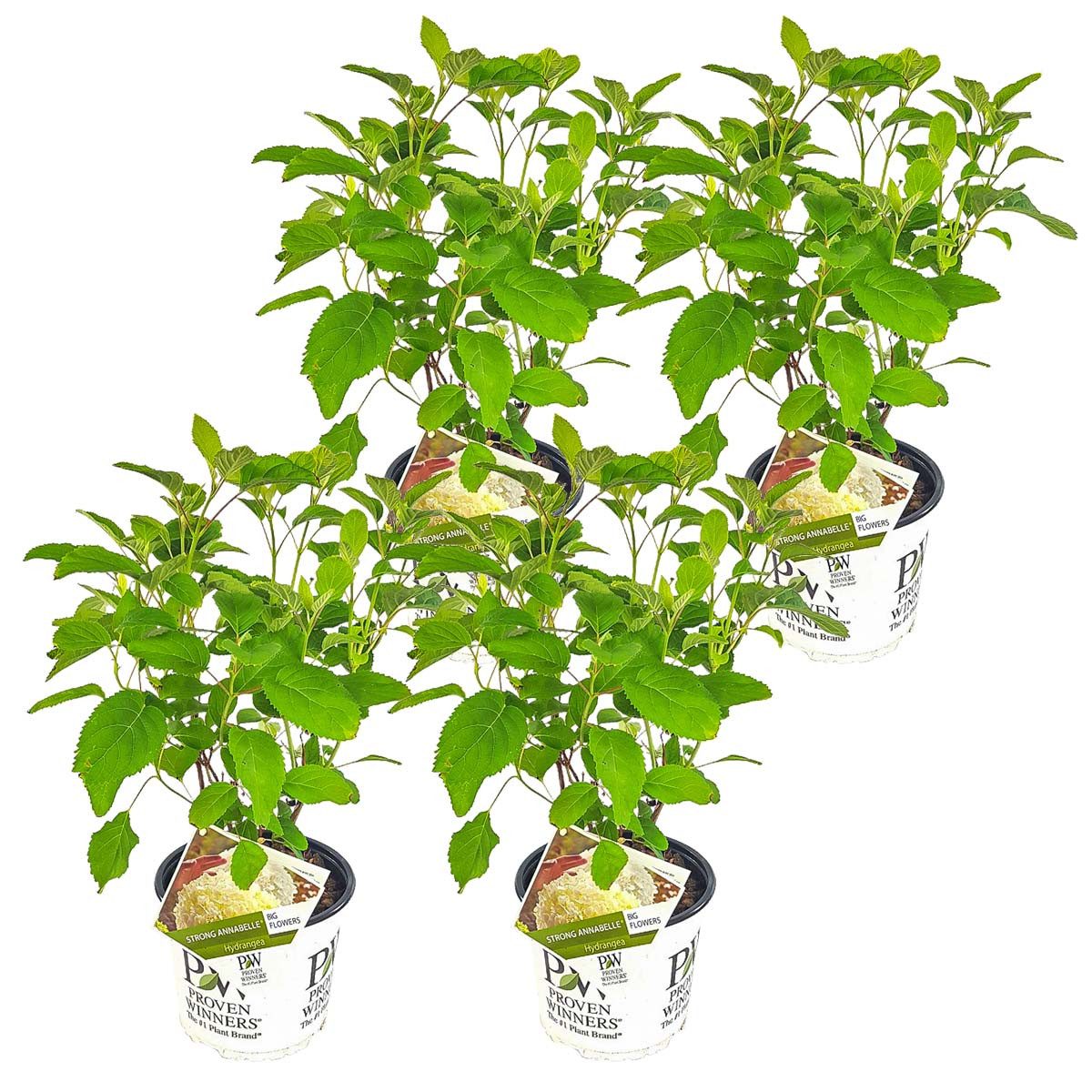 Bloomique Beetpflanze Bloomique - 4er-Set - Hydrangea Strong Annabelle - Hortensie - Weiß -, 4 St.