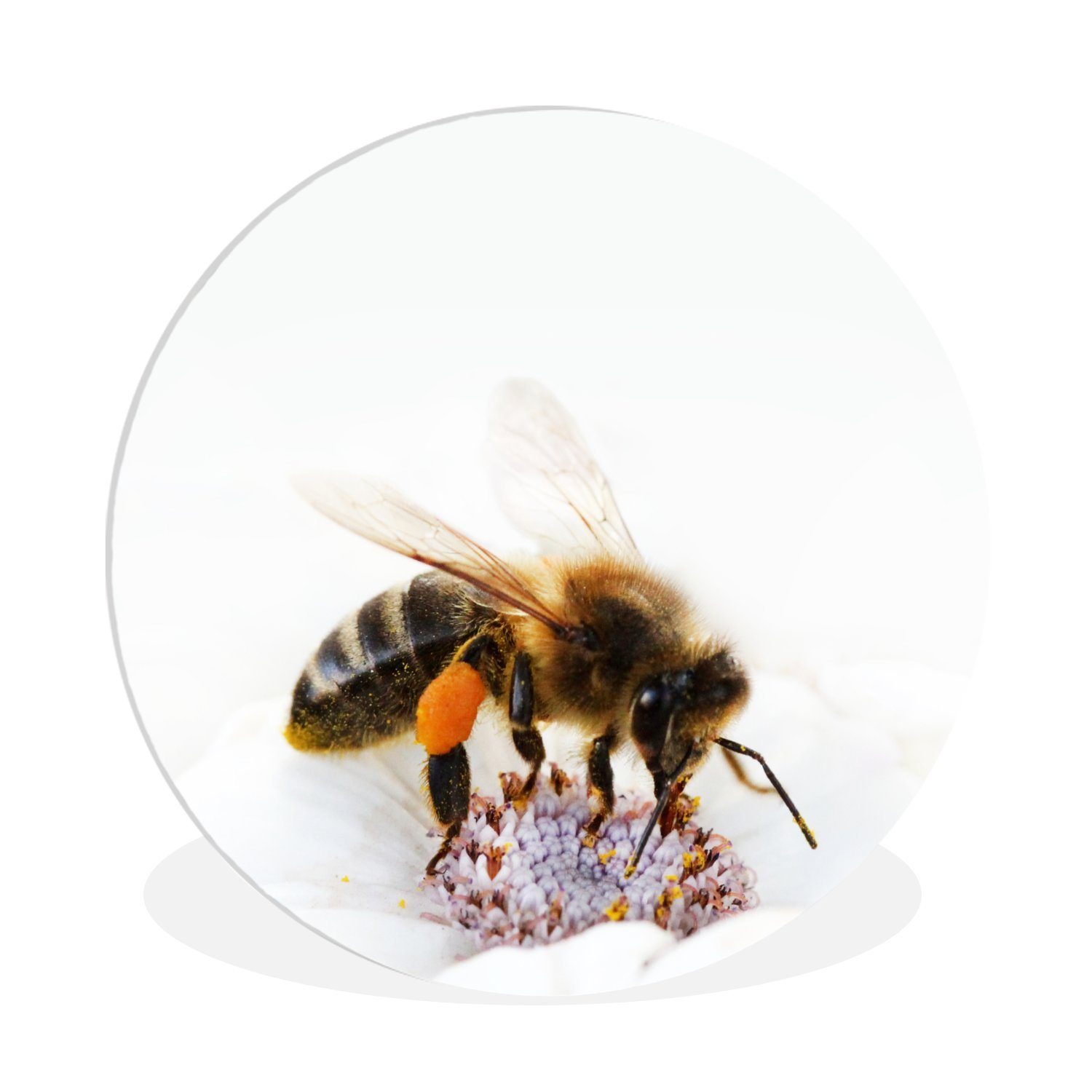 MuchoWow Gemälde Nahaufnahme einer Honigbiene auf einer weißen Blüte, (1 St), Kreis Wanddekoration Forex, Rundes Wandbild, Wohnzimmer, 30x30 cm