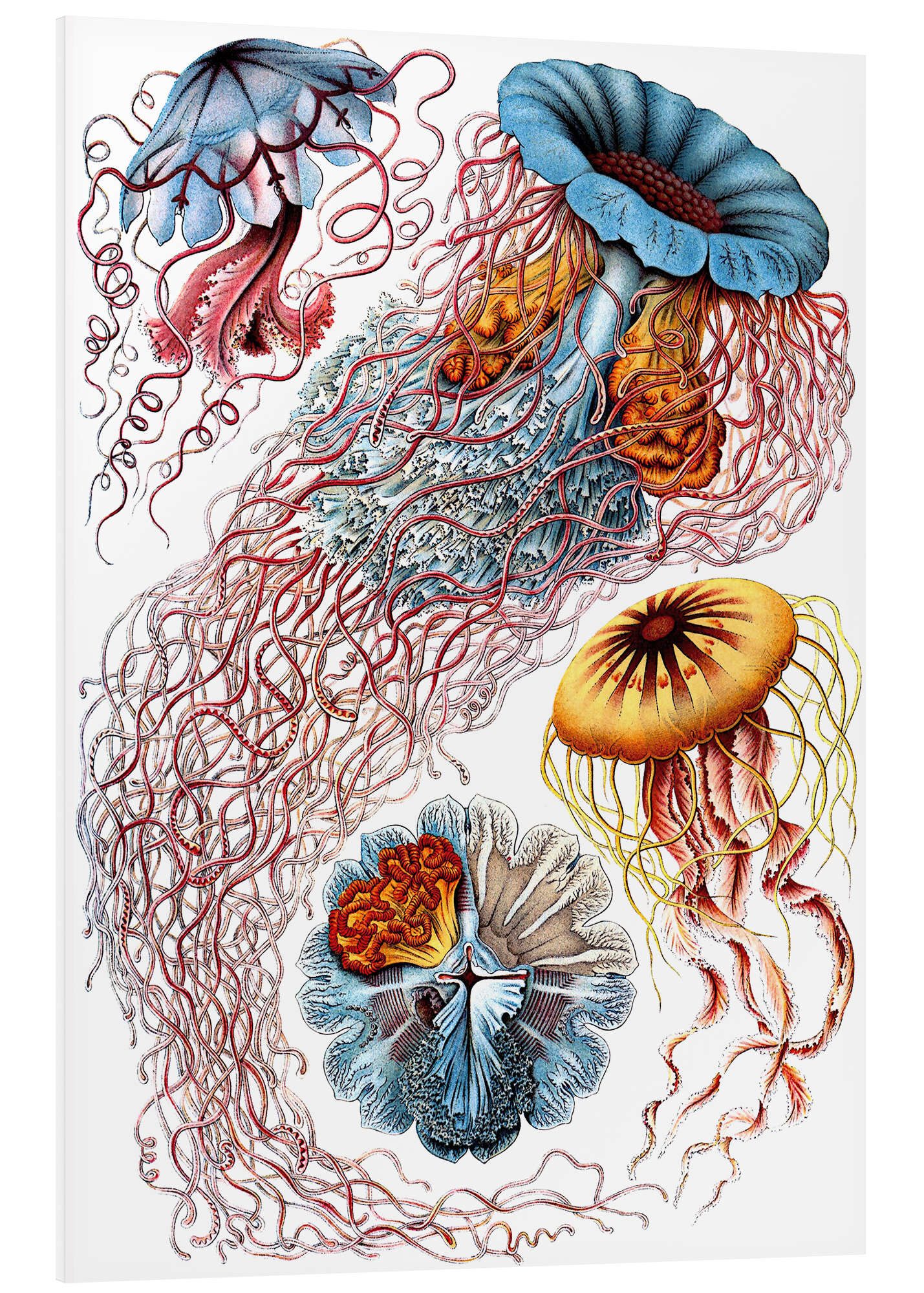 Posterlounge Forex-Bild Ernst Haeckel, Semaeostomiden, Discomedusae - Kunstformen der Natur, 1899 I, Badezimmer Maritim Malerei