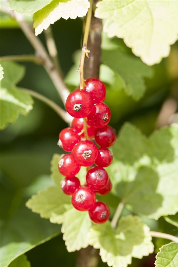 Pflanzen für Dich Obstpflanze Ribes rubrum Jonkheer van Tets, 1 St., Rote Johannisbeere, Johannisbeerstrauch, frühreifend, rote Beeren