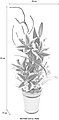 Kunstpflanze Lilien, I.GE.A., Höhe 55 cm, Bild 2