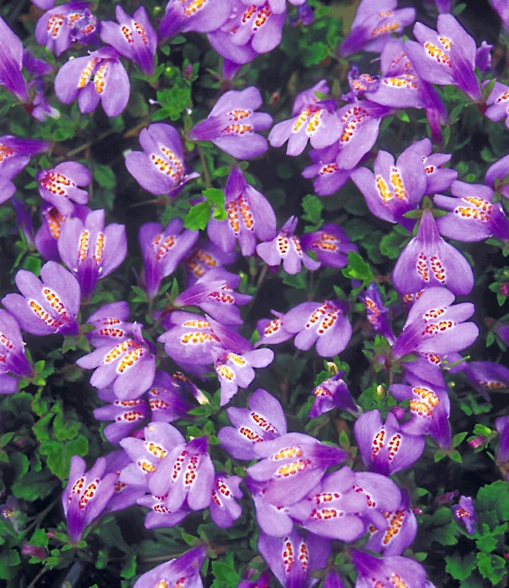 BALDUR Garten Bodendecker Bodendecker 'Mazus Reptans', 3 St., Lippenmäulchen, immergrün,winterhart, mehrjährig