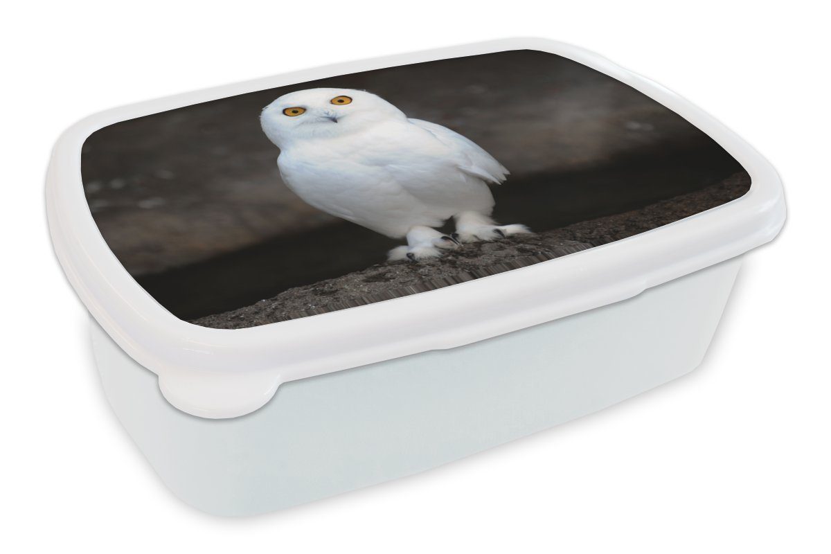 MuchoWow Lunchbox Schneeeule, Kunststoff, (2-tlg), Brotbox für Kinder und Erwachsene, Brotdose, für Jungs und Mädchen weiß