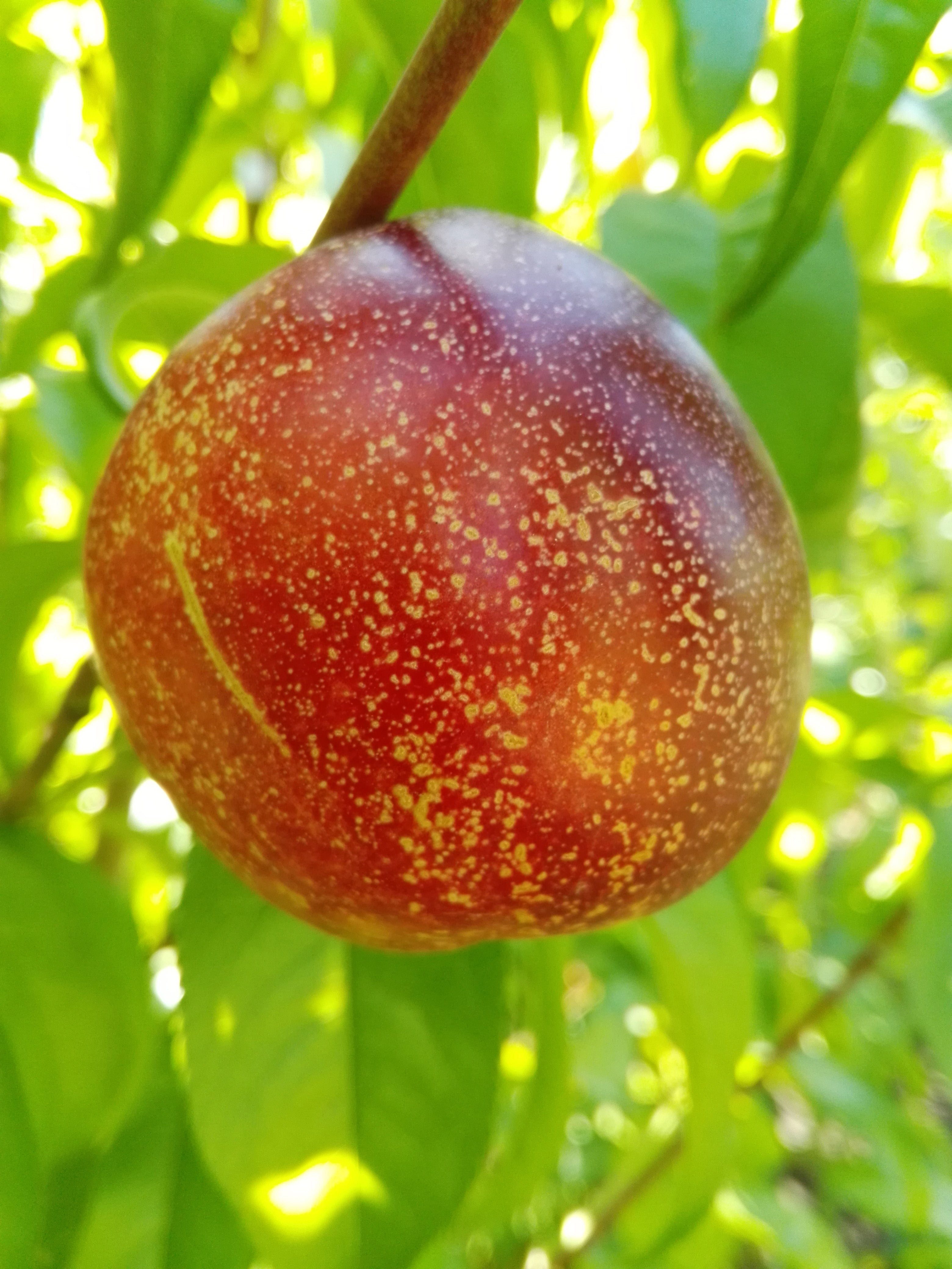AMO Baumschulen Obstpflanze Nektarine Rhonegold Nektarinenbaum aromatisch fruchttragend