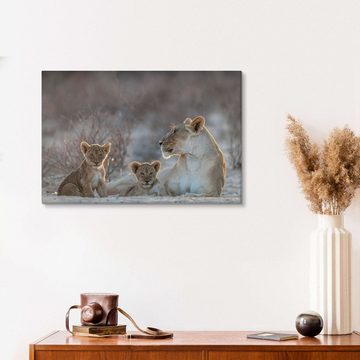 Posterlounge Leinwandbild Matthias Graben, Löwin mit zwei Jungen, Fotografie