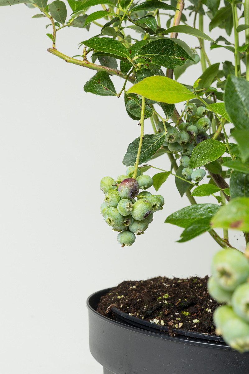 Garten von Ehren Obstpflanze Vaccinium corymbosum Bluecrop, Containerware, 60-80 cm