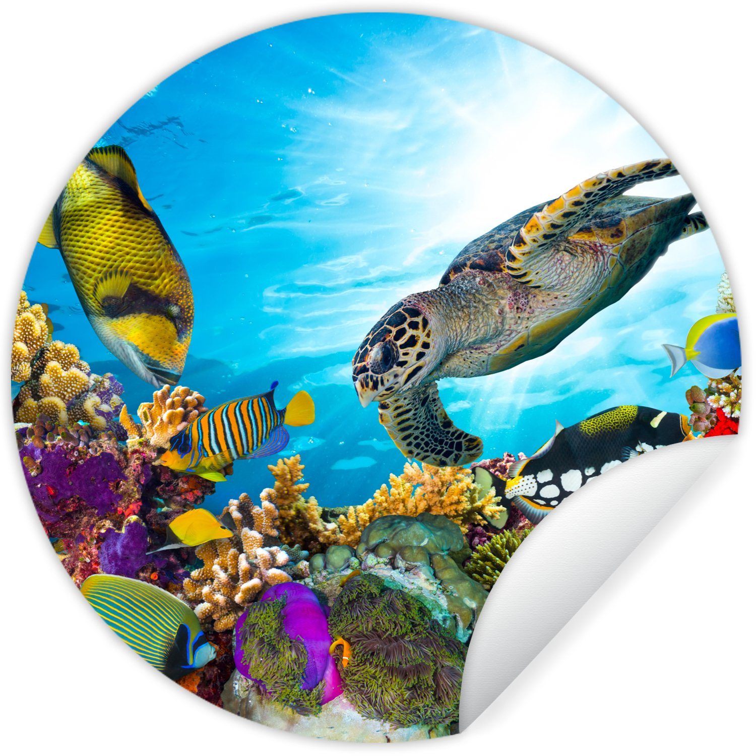 Koralle - Meer MuchoWow Tapetenaufkleber, Wohnzimmer Rund, Kinderzimmer, Tapetenkreis Wandsticker St), (1 - Schildkröte für
