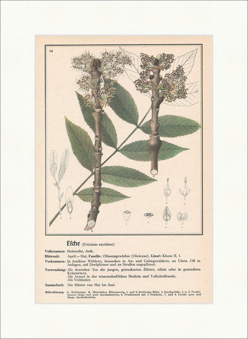 BillerAntik Kunstdruck Esche Fraxinus excelsior Steinesche Ölbaumgewächse Heilpflanzen Heilkr, (1 St)