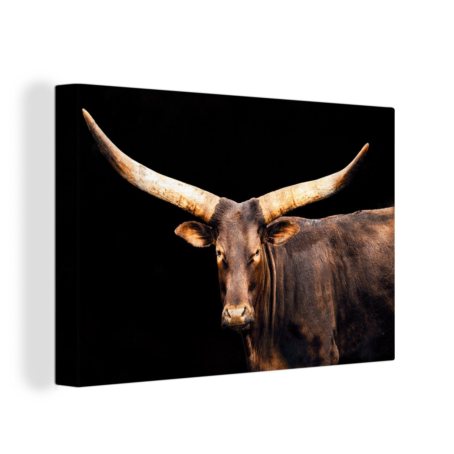 OneMillionCanvasses® Leinwandbild Kuh - Watussi - Hörner, (1 St), Wandbild Leinwandbilder, Aufhängefertig, Wanddeko, 30x20 cm