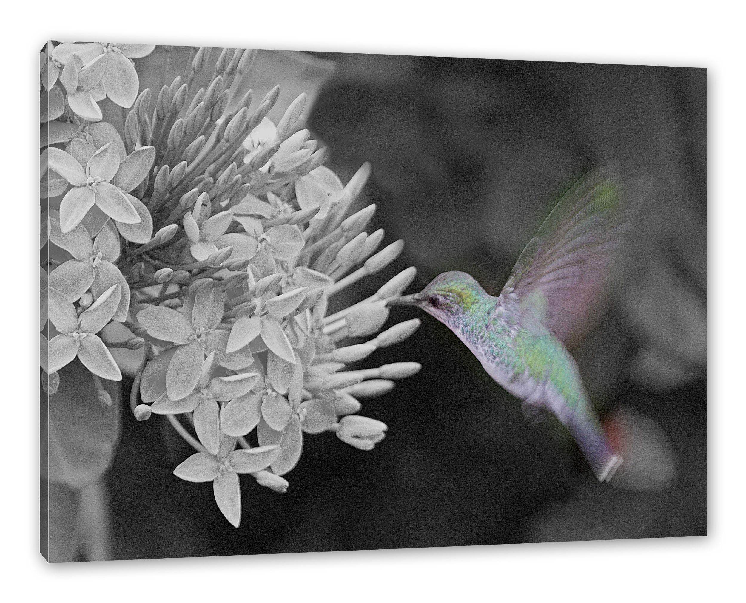 Kolibri bespannt, St), (1 inkl. Leinwandbild an Blüte Blüte, Leinwandbild Zackenaufhänger fertig an Kolibri Pixxprint