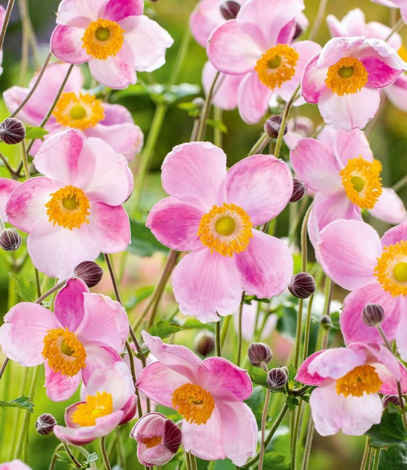 BALDUR Garten Staude Rosa Herbst-Anemone, 6 St., Herbstanemonen,winterhart, lange Blütezeit