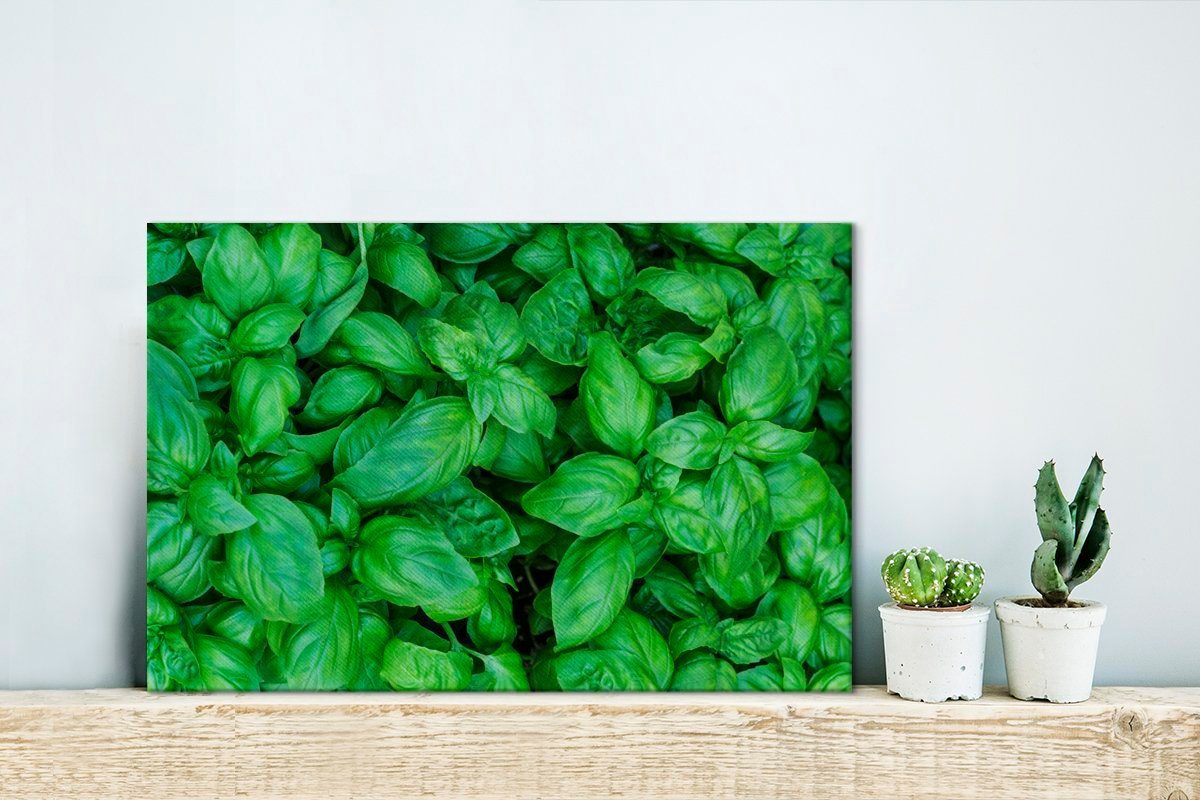 cm von 30x20 Nahaufnahme OneMillionCanvasses® St), Wandbild Aufhängefertig, (1 Wanddeko, Leinwandbilder, Leinwandbild Basilikumpflanzen,