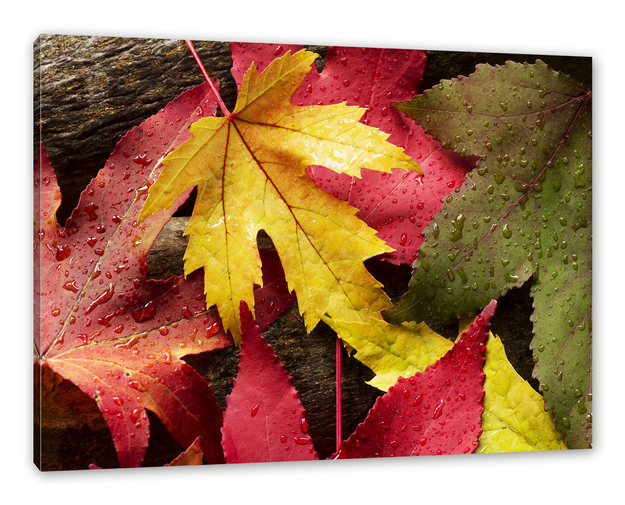 Pixxprint Leinwandbild Bunte Herbstblätter, Bunte Herbstblätter günstig online kaufen