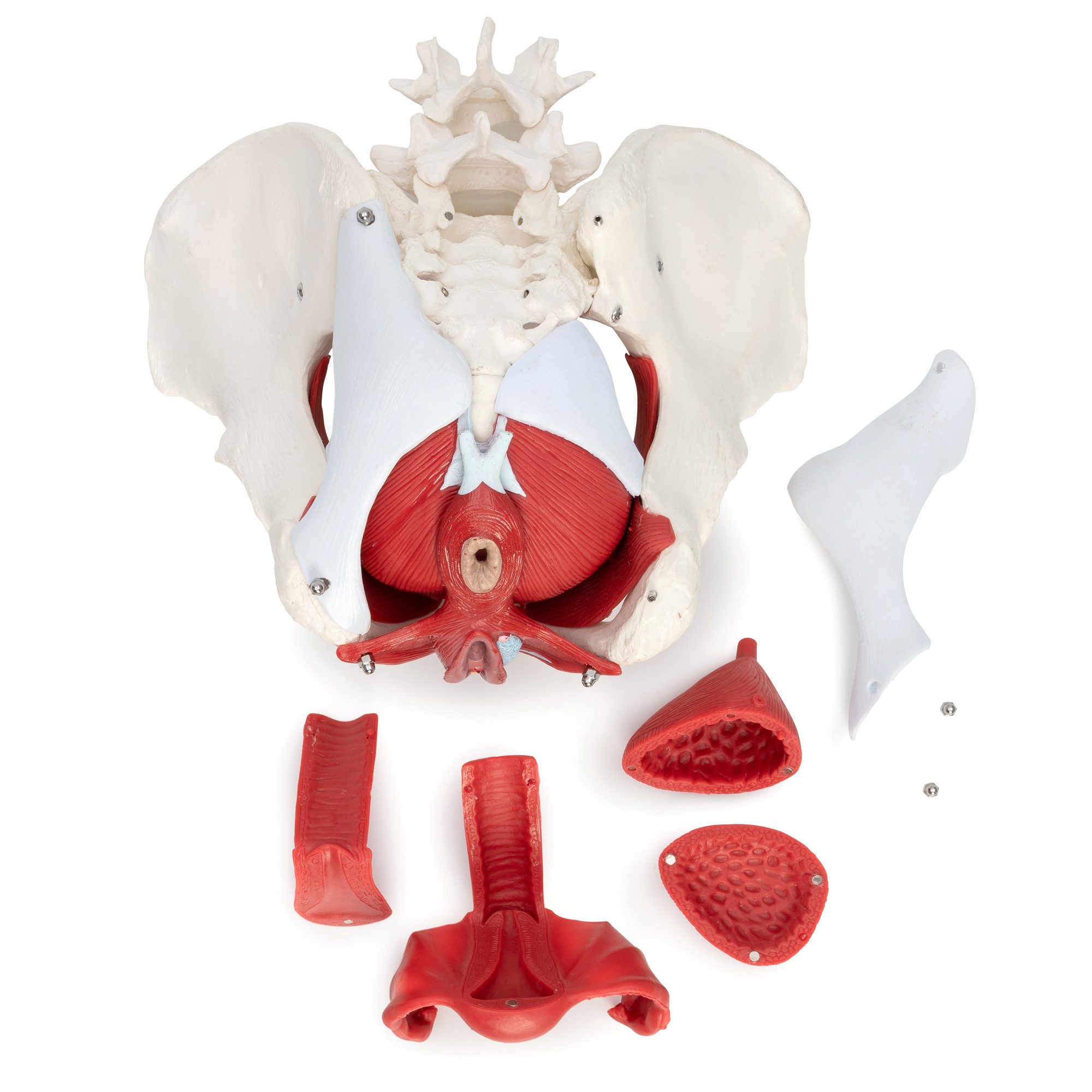 Cranstein Scientific Dekoobjekt Weibliches Becken Anatomie Modell lebensgroß 6 teilig Organe Muskeln