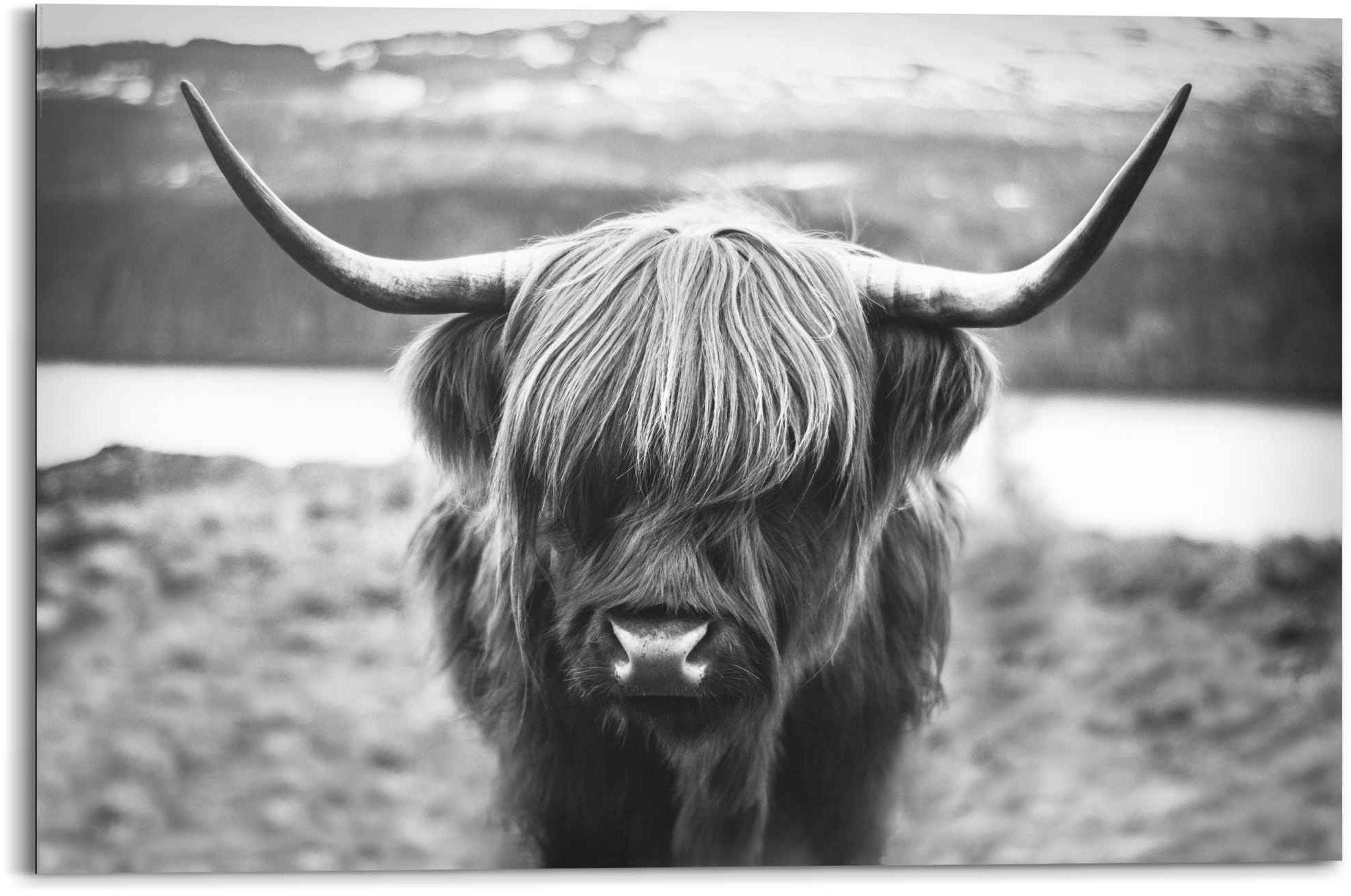 Hörner Reinders! Hochplateau, - St) Tiere Schottische (1 - Wandbild Wandbild Stier Hochlandrind