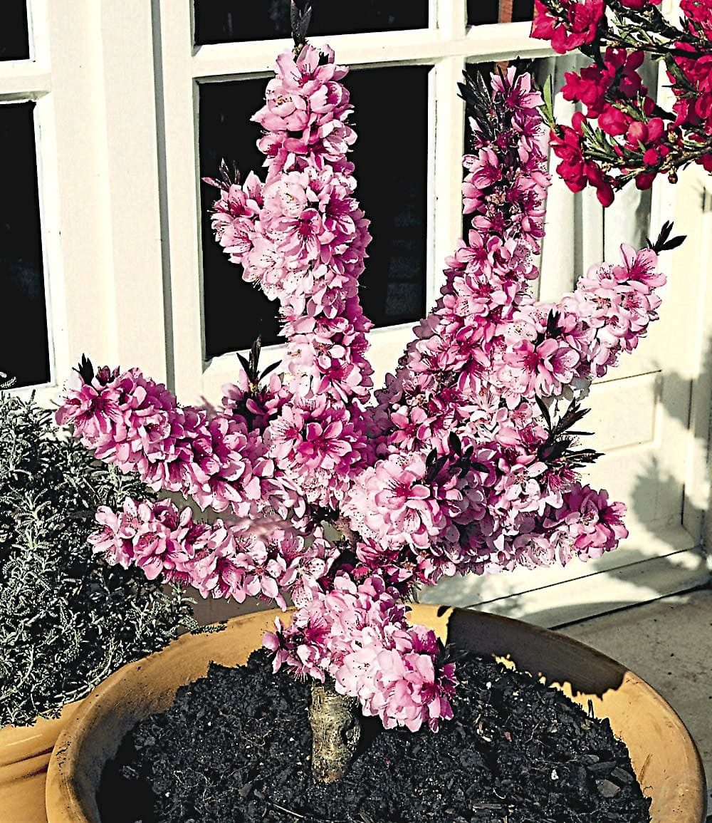 BALDUR Garten Pfirsichbaum Zwerg-Pfirsich 'Bonanza', 1 St., Selbstbefruchtend, winterhart, mehrjährig, pflegeleicht