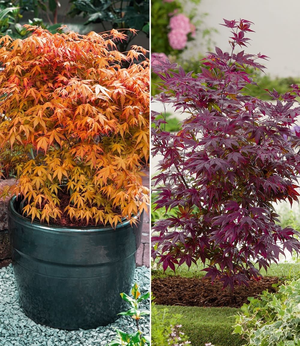 BALDUR Garten Zierstrauch Japanische Ahorn-Kollektion, 2 St., Zwerg-Ahorn,winterhart, mehrjährig, pflegeleicht
