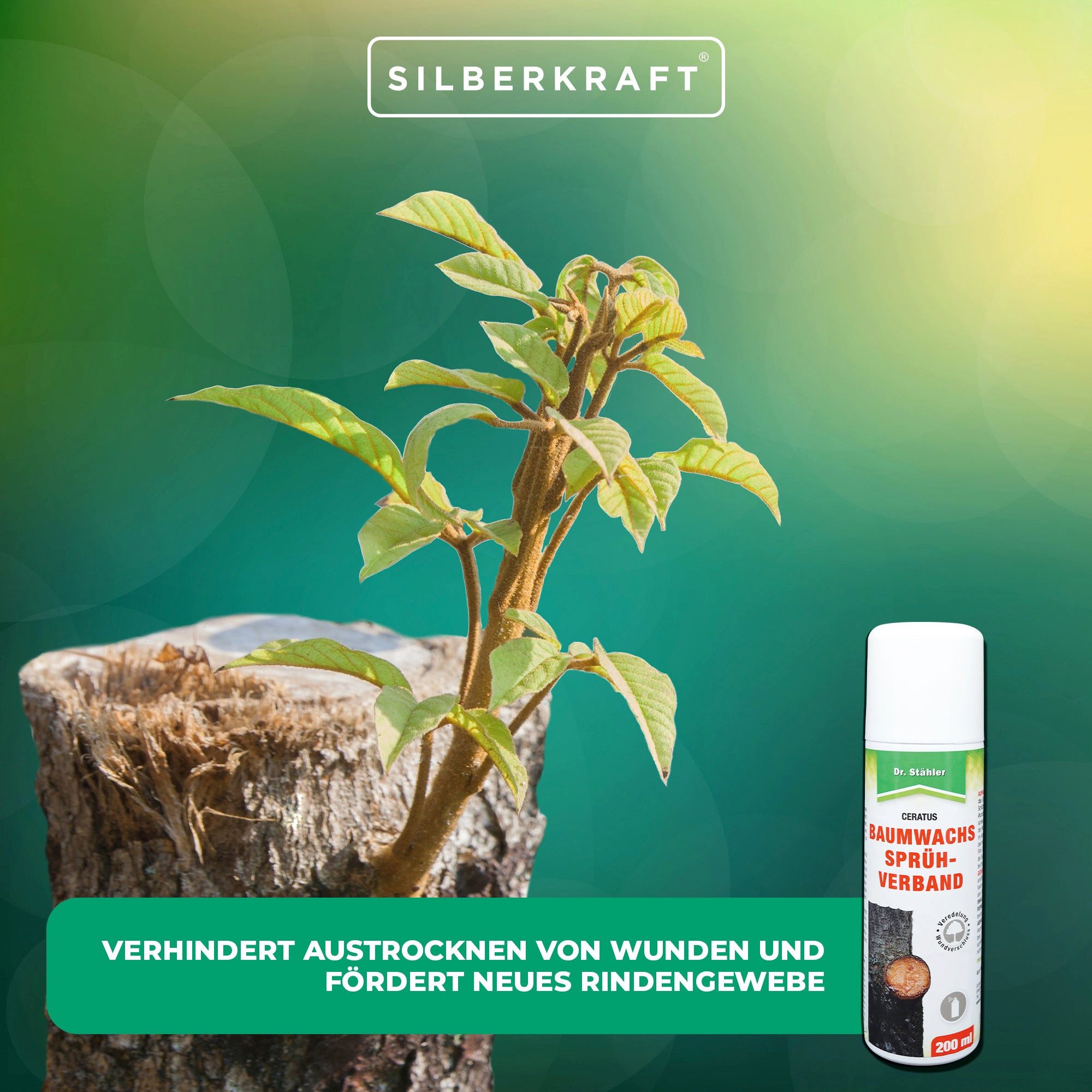 Dr. Stähler Baumwachs Baumwachs Sprühverband: Regeneration und Schutz für deine Bäume, 2000 g, 10 x 200ml Baumwachs Sprühverband Farbloser Wundverschluss für Gehölze, Enthält Naturharze, Schnelle Anwendung, Ohne schädliche Chemikalien