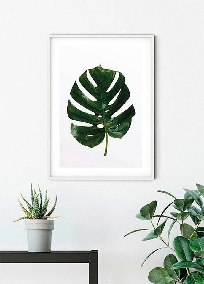 Komar Bild Monstera Leaf, Blätter, Pflanzen (1 St), Wandbild zur Dekoration - ohne Rahmen