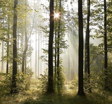 murimage® Fototapete Fototapete Wald 3D 274 x 254 cm Bäume Sonne Natur Tapete inklusive Kleister