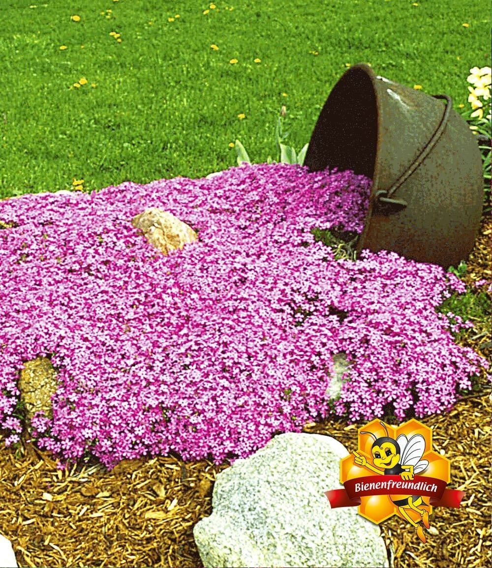 BALDUR Garten Bodendecker Bodendecker-Kollektion rosa und rot, 6 St., Bodendecker-thymian, immergrün, winterhart, mehrjährig, duftend