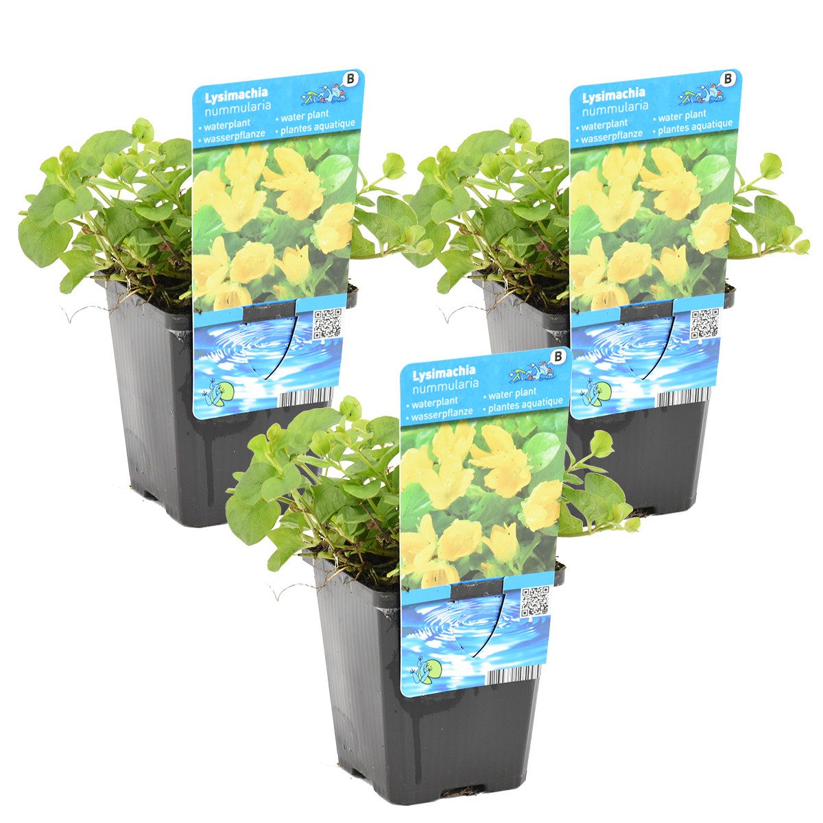Bloomique Wasserpflanze 3er-Set Lysimachia Nummularia, Pfennigkraut, 10-20 cm, Topf 9 cm, 3 St.