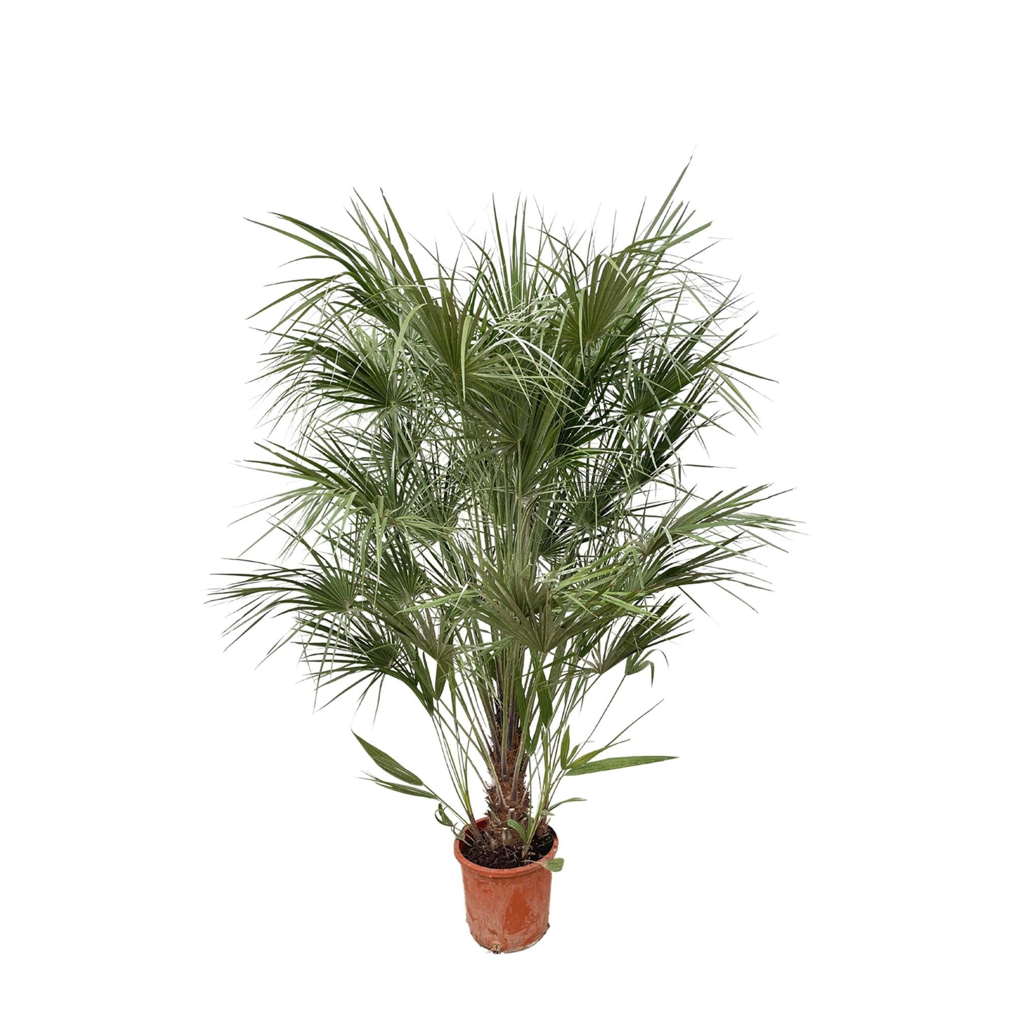 Florora Kübelpflanzen Chamaerops humilis – Zwergpalme – 170 cm – Topf 30 cm
