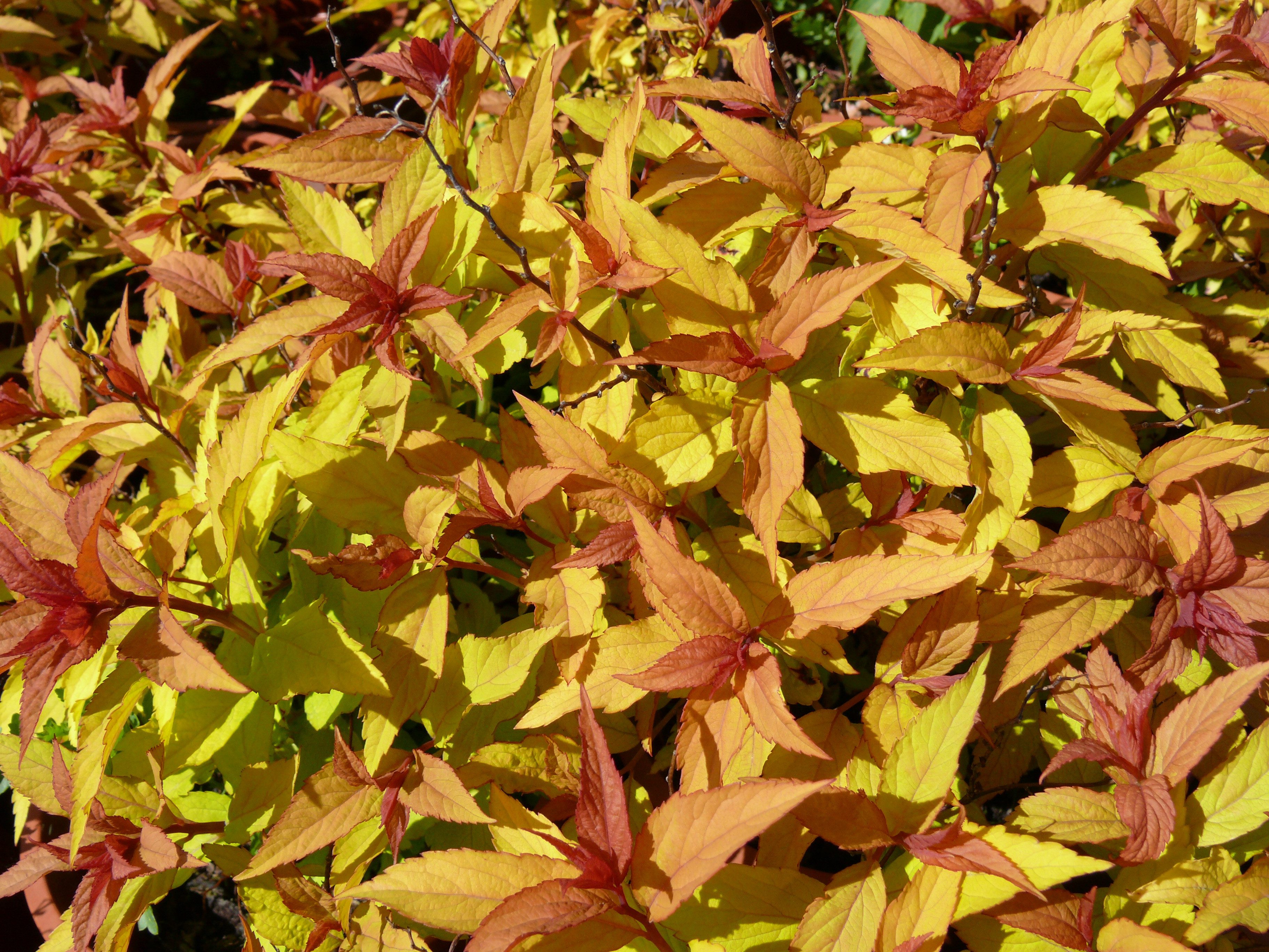 Baumschule Gold Zierstrauch Sommerspiere Goldflame Spiraea japonica 'Goldflame'